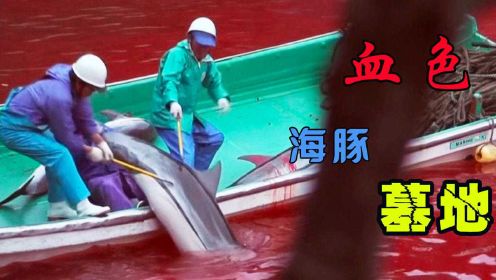 你知道每年有数万的海豚被日本渔民屠杀沉骸于「海豚湾」吗？
