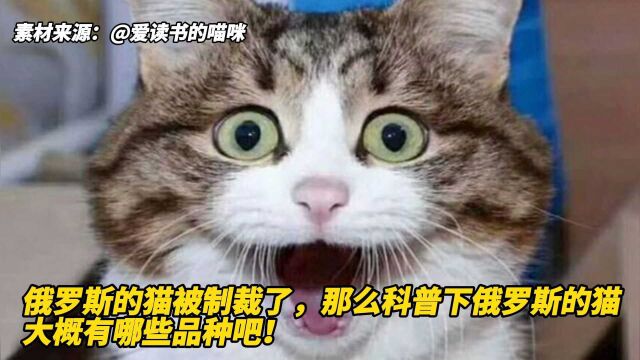 俄罗斯的猫被制裁了,那么科普下俄罗斯的猫大概有哪些品种吧!