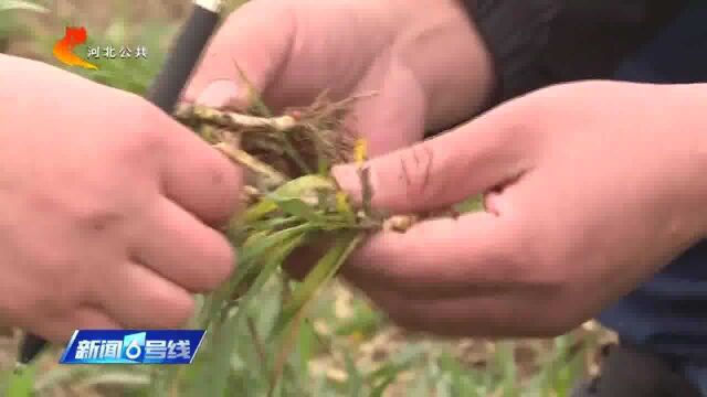 衡水深州:气象与农业部门联合 精细服务小麦春管