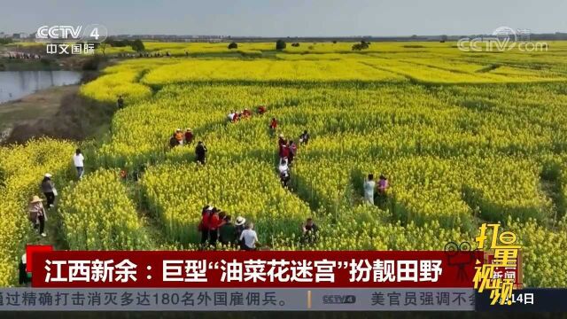 江西新余:巨型“油菜花迷宫”扮靓田野