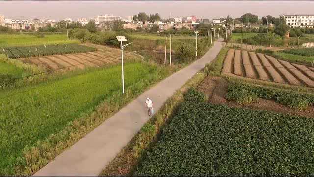 驻村日记丨凌塘村驻村工作队:打造中药材新名片,助力凌塘村乡村振兴