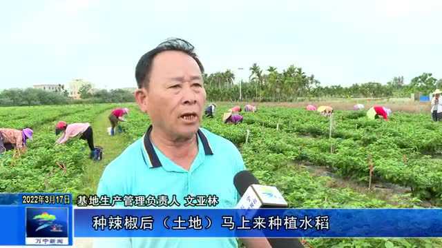 后安镇吴村:撂荒地种出“火辣产业”