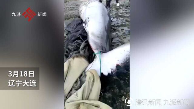 大连一海域发现死亡小须鲸:体长5、6米,嘴部胀气如皮球