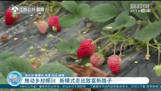 江苏:推动乡村振兴 新模式走出致富新路子