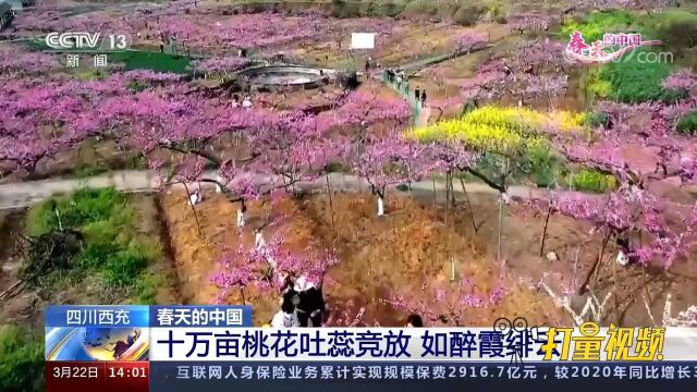 四川西充:十万亩桃花吐蕊竞放,如醉霞绯云