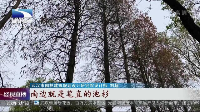 为大树让路 东湖绿道长出“树腰长廊”