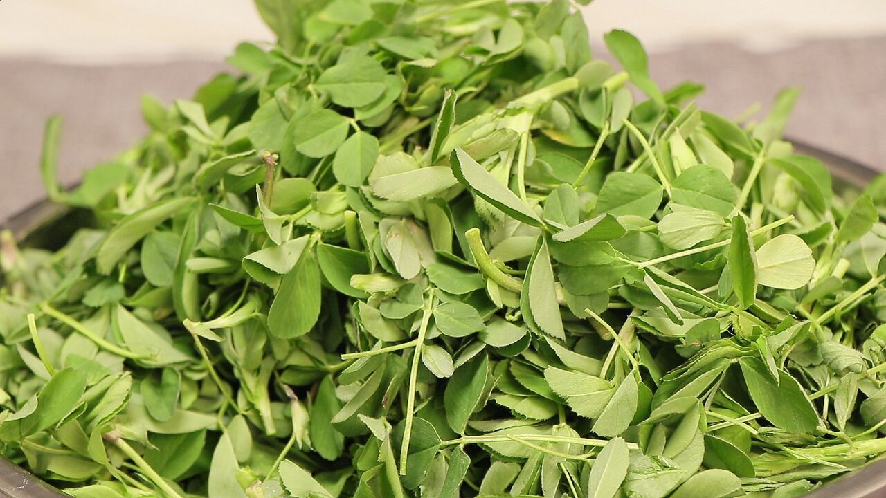 苜蓿最好吃的做法,不蒸不炒不凉拌,味道鲜美,比吃肉馅还解馋