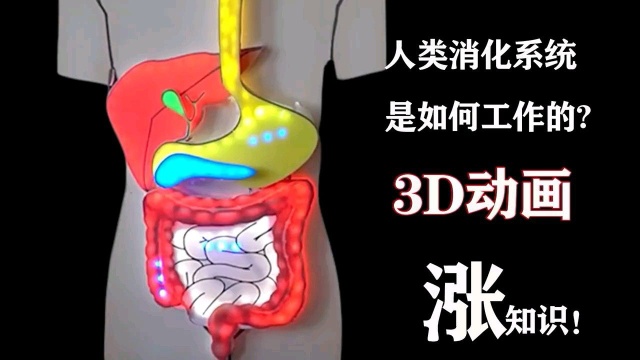 人体消化系统是怎么样工作的?3D动画带你涨知识!