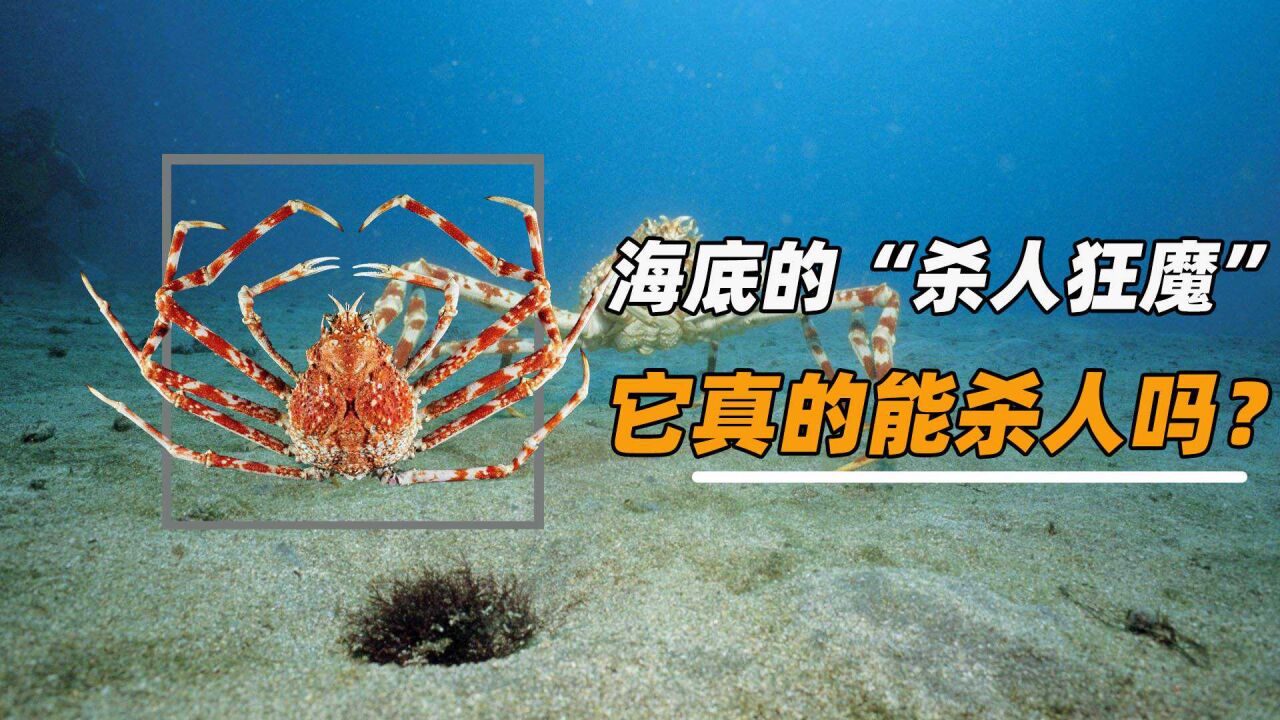 以鲨鱼为食,能活一百多岁,巨鳌蟹真的能杀人吗?