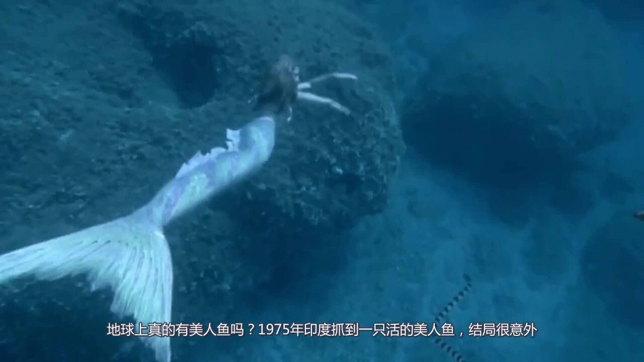 地球上真的有美人鱼吗?1975年印度抓到一只活的美人鱼,结局很意外