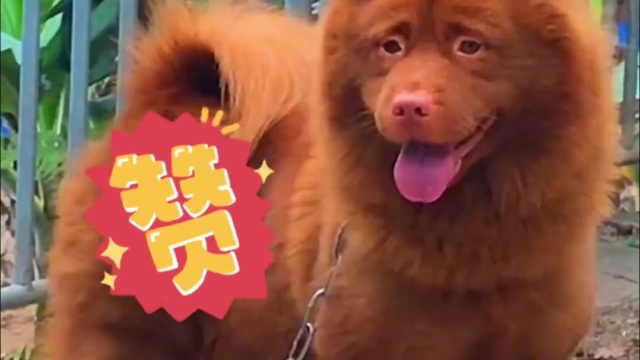 你们知道中华犬是一个品种还是一种狗类的品种呢