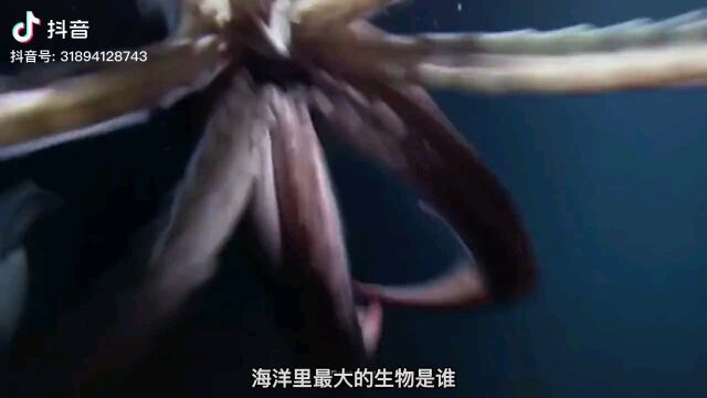 海洋生物探秘