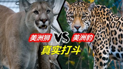 美洲豹vs美洲狮，罕见真实打斗！