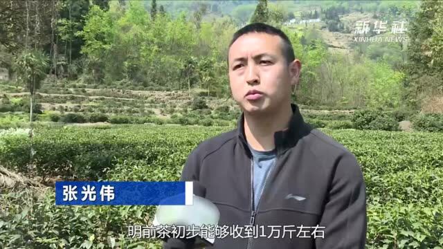 云南省大关县茶农抢抓时节采摘春茶