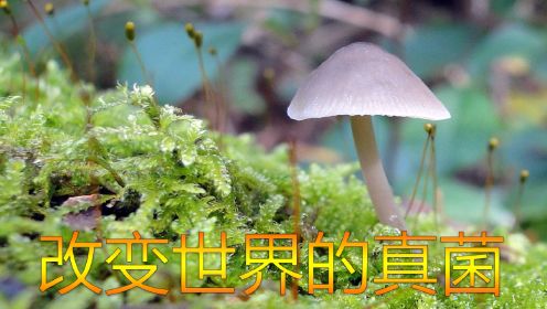 真菌还能改变世界？看完真觉得不可思议