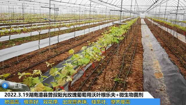 水溶肥厂家湖南澧县曾叔阳光玫瑰葡萄用夫沃施沃叶根乐夫+微生物菌剂,地温高,根系好,双花序