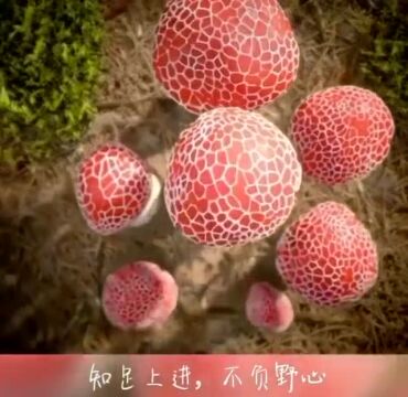 立几专题:“化折为直”与“化曲为直” (教学视频配套资料集)