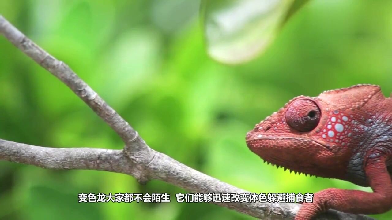 变色龙盯着蜗牛,表情十分猥琐,看完憋住不要笑啊