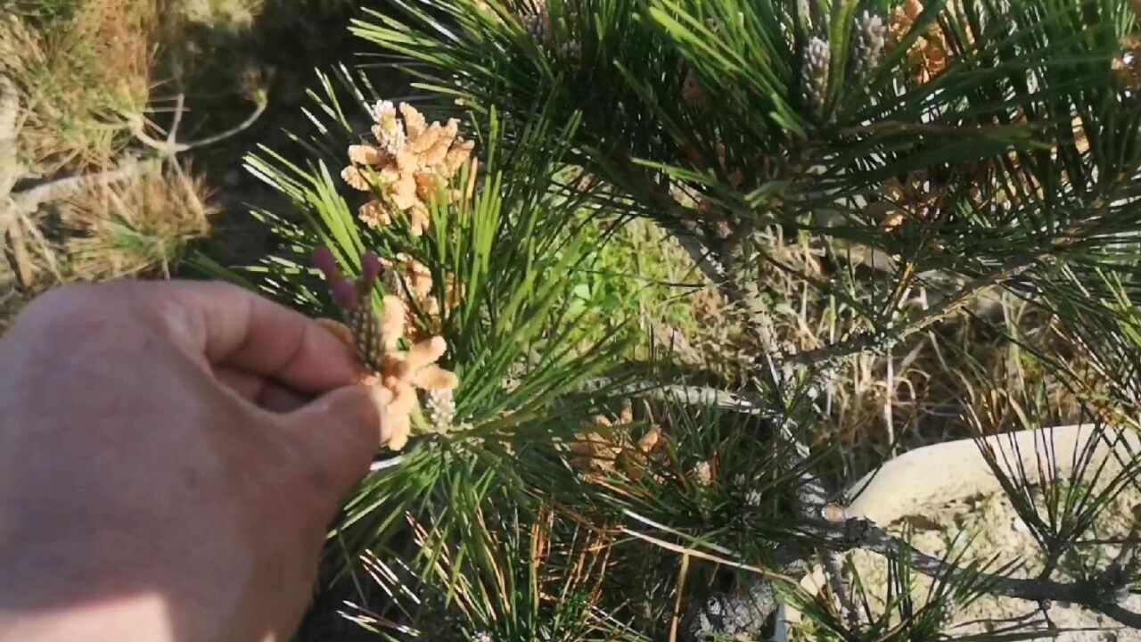 如何识别黑松的雄花和雌花,该如何处理