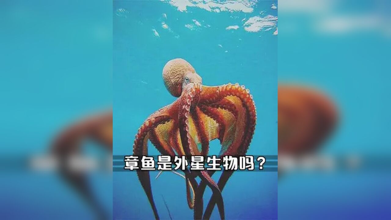 為何說章魚被稱為外星生物,它到底有什麼獨特之處? #海洋生物