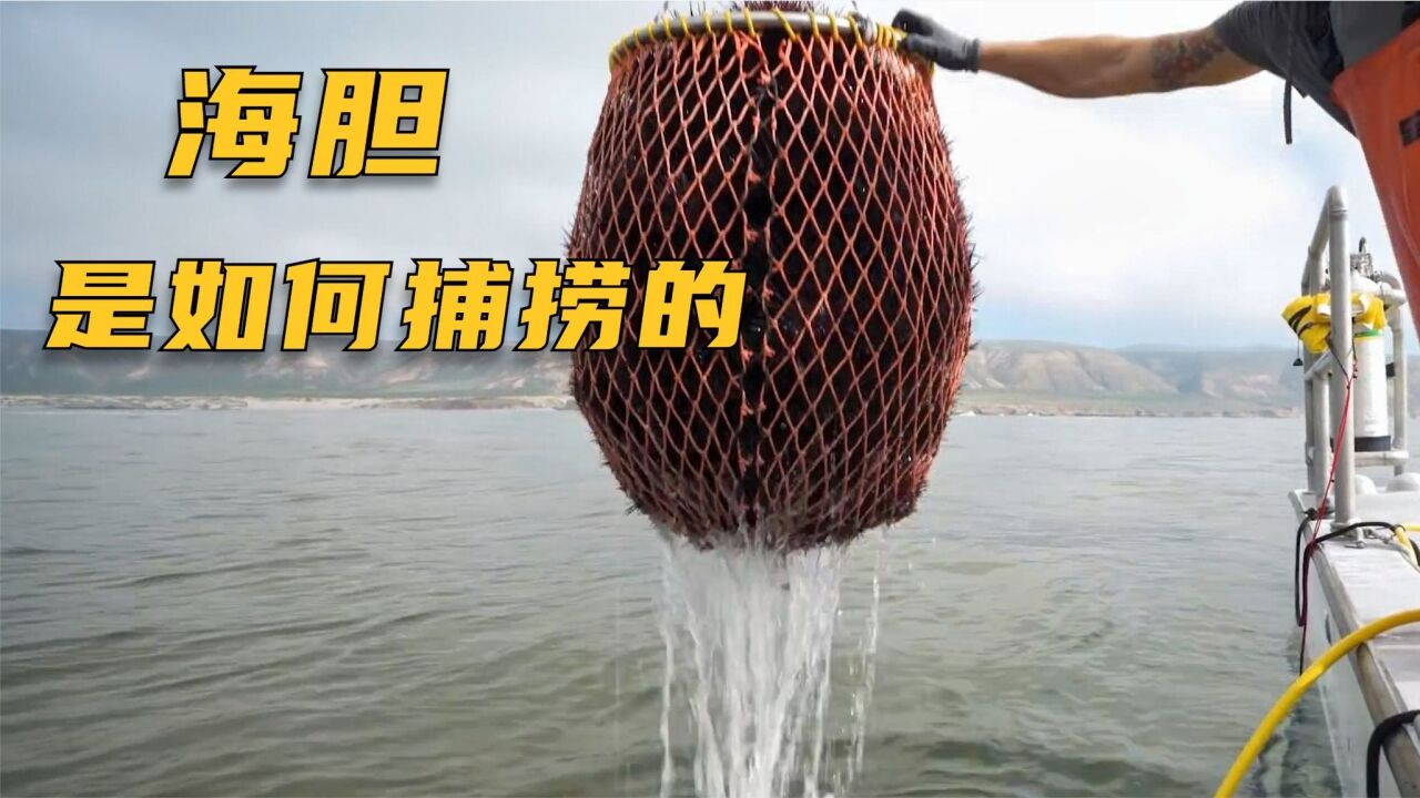 海胆是如何捕捞的?因其独特的味道,被人们端上了餐桌
