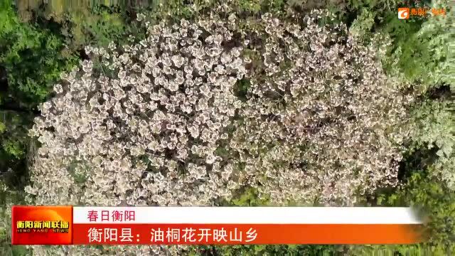 衡阳县:油桐花开映山乡