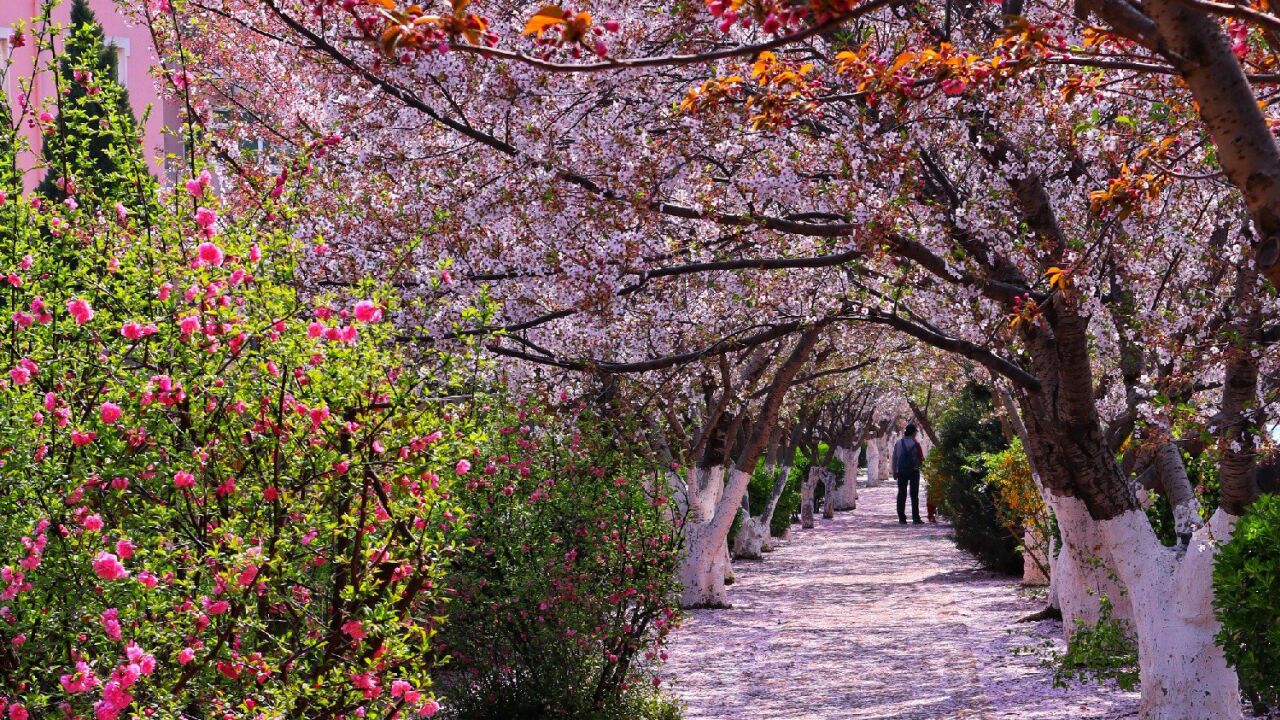 大连最美樱花大道,竟然藏在小区里