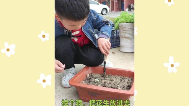 我们开始种豆豆喽