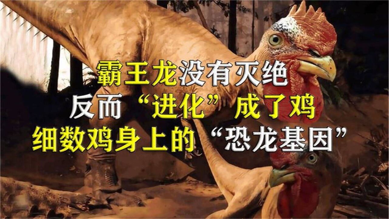鸡是霸王龙的后代?为什么鸡每天下蛋,细数鸡身上的"恐龙基因"