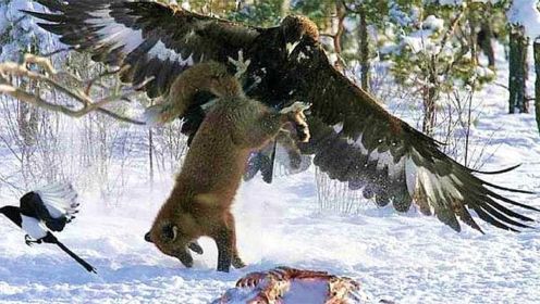 金鹰：甚至攻击狼的有翼猛禽！鹰VS狐狸VS山羊！
