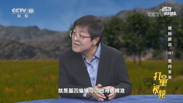 利用基因编辑技术获得的小麦,安全如何保障?来看