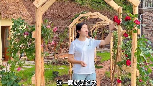 [图]花300元买一院子花草，初见成效遍地花开，打造成了梦想中的花园