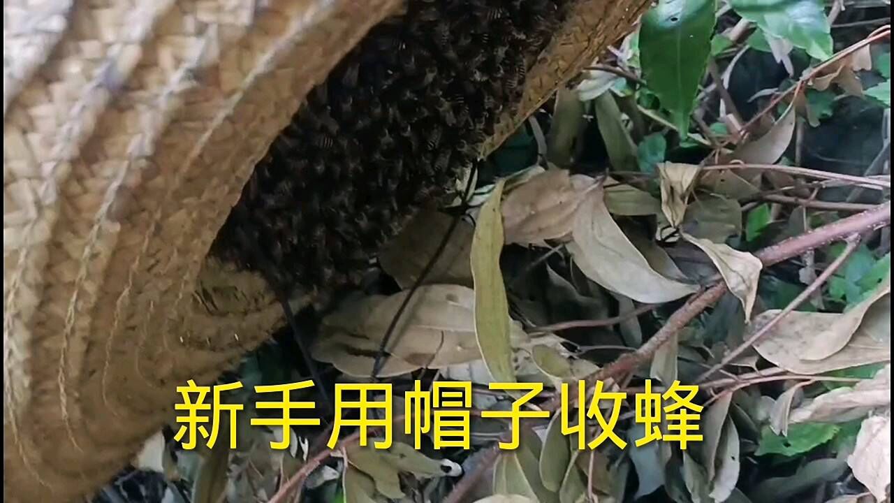 几月份收野蜂比较好 野外收蜂什么时候收最好