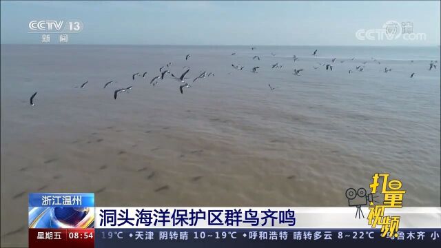 超震撼!浙江温州洞头海洋保护区群鸟齐鸣