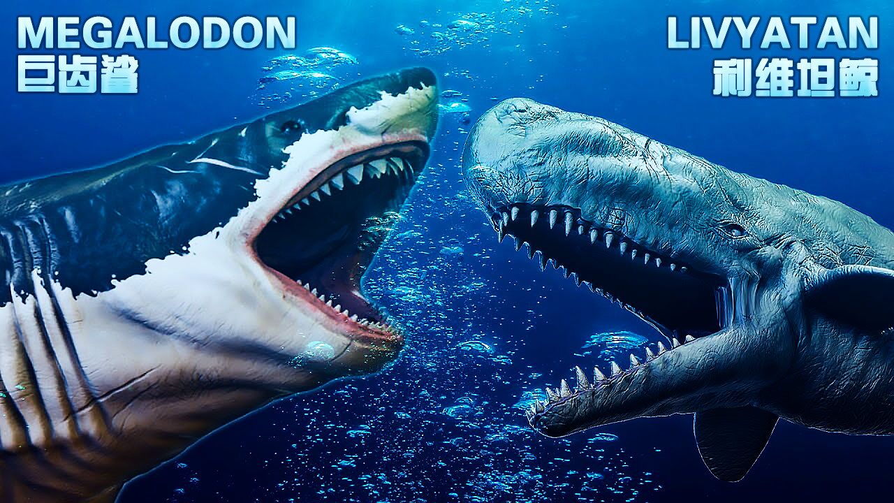【巨齿鲨和利维坦鲸的恩怨】谁才是当时的海洋霸主