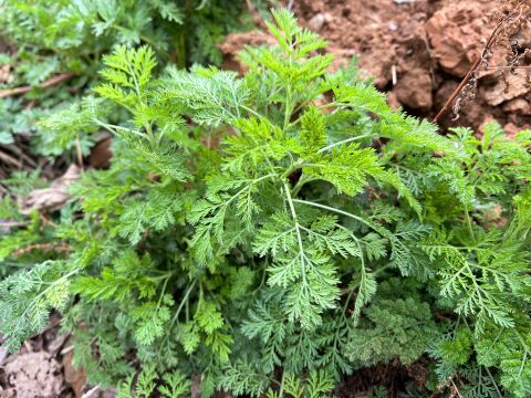 植物青蒿别名“黄花蒿”,一种挽救400万生命的草,到底有啥珍贵