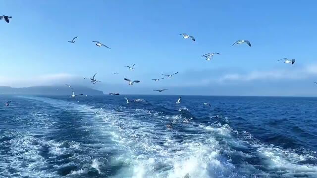 大海海鸥飞翔风景