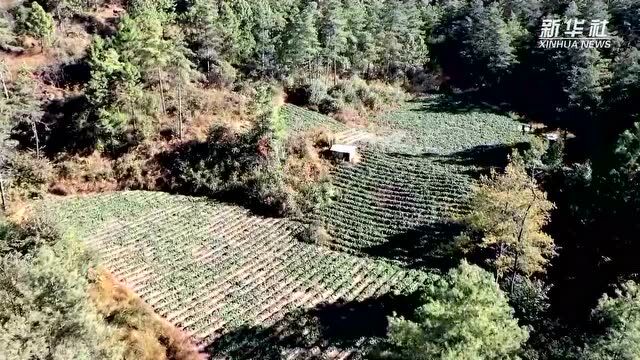 千城胜景|云南峨山:药材种植兴农富民