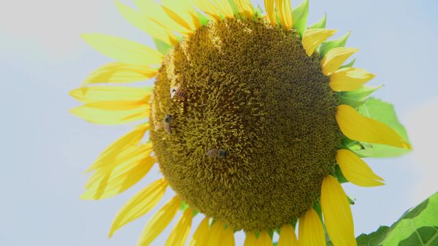 夏天夏季向日葵蜜蜂特写4K实拍视频 蓝天白云背景 (2)