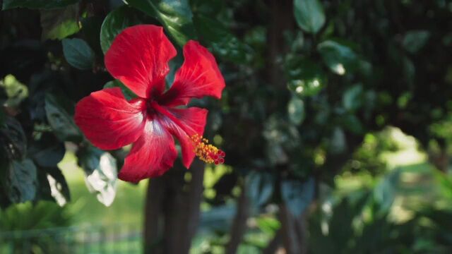 娇艳的鲜花旋转特写实拍