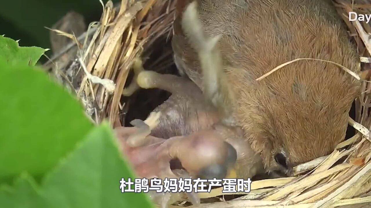 把老鷹蛋換成鴨蛋,小鴨出生後,老鷹的反應大家忍住別笑!