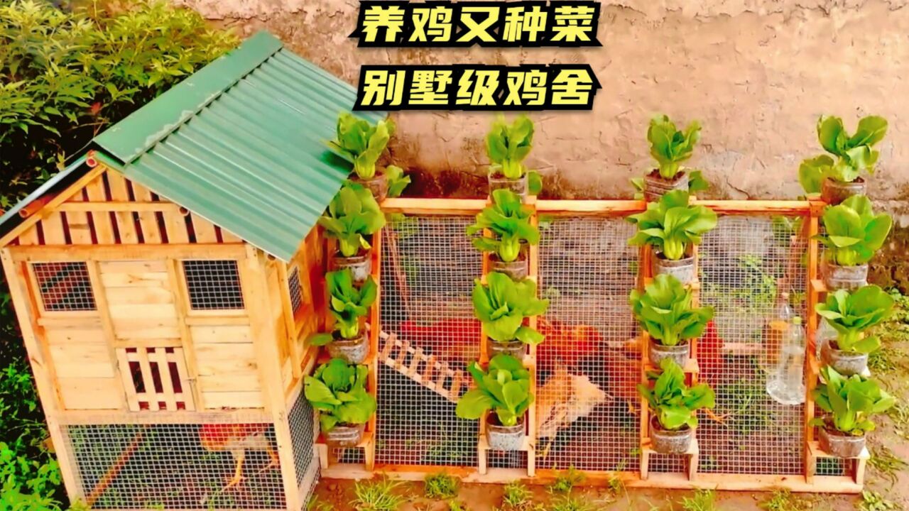 建造别墅级鸡舍,养鸡还能种菜,自己建造的鸡舍邻居羡慕不已