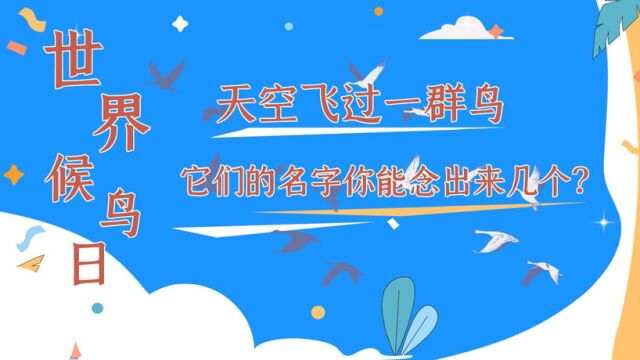 世界候鸟日|天空飞过一群鸟 它们的名字你能念出来几个?