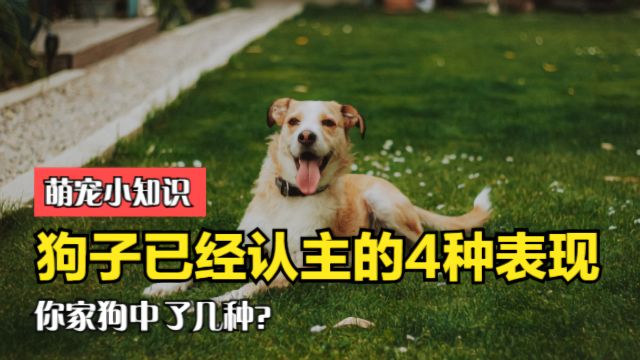 萌宠小知识:狗已经“认主”的4种表现,你家狗子中了几种呢?