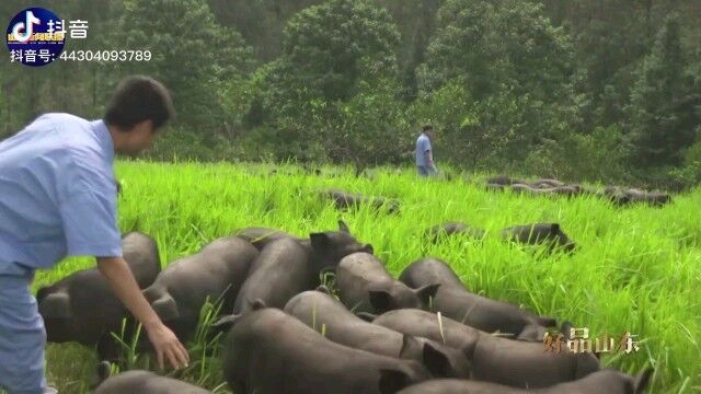 好品山东 来一份土特产!莱芜黑猪