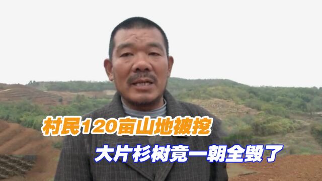 村民120亩山地被挖,大片杉树竟一朝全毁了,不料是管理会同意的?