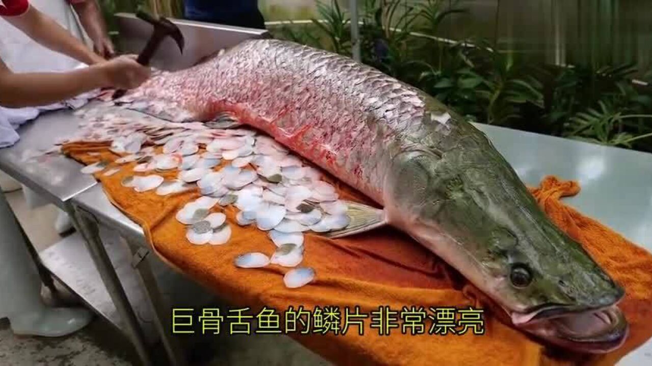 泰國漁民捕獲巨型巨骨舌魚,錘頭去鱗魚肉醃製後做刺身!