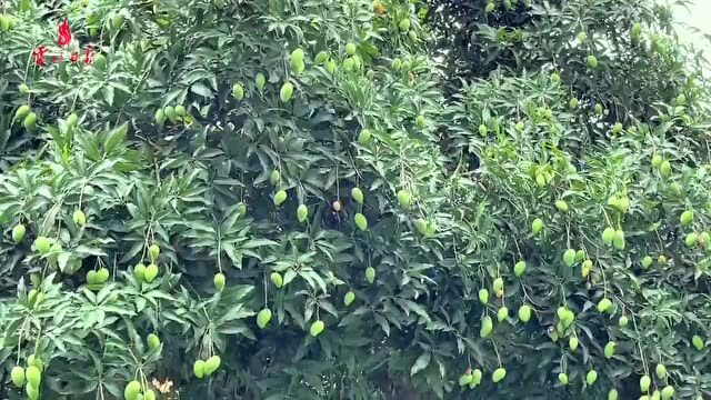 又到芒果成熟时!专业人士:路边绿化芒请勿采摘!