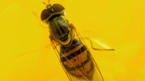 自信十足的食蚜蝇究竟有何独特的生存之道？超高骗术造幻象！