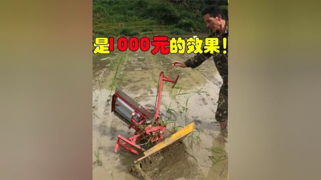 原来这就是1000元“插秧机”的效果!测试半天,网友直呼:没饭吃